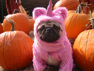 Illustration for article titled Cute Boy Person’s Spirit Animal May Be a Pug